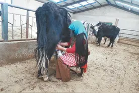 合作社托起致富梦图片