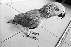 养鹦鹉也犯法？有些宠物不是你想养就能养图片