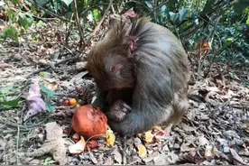 桂林一景区猕猴受伤疑遭捕杀：景区称系猴群打架，主管部门将核查图片