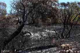 澳大利亚弗雷泽岛山火持续7周仍难控制图片