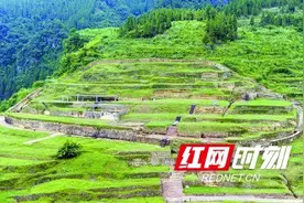 湘西土司彭翼南怒沉秦淮名妓王翠翘图片