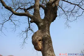 河南鲁山县土门古树名木成了乡村游的一道风景线图片