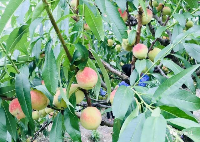 恭喜！省级示范，连江两家入选