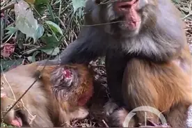 网友曝桂林七星公园猕猴遭捕杀，公园称系猴群内斗致伤图片
