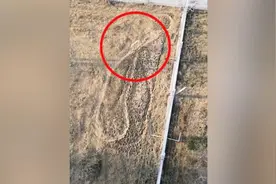 狼不停走8字被指刻板行为，动物园：它被狼群排挤去放哨视频封面