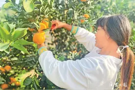 霞浦县沙江镇八堡村脐橙已成为农民“摇钱树”图片