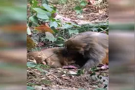 60秒丨官方回应七星公园捕杀猕猴：捕捉非猎杀，现已全面叫停视频封面