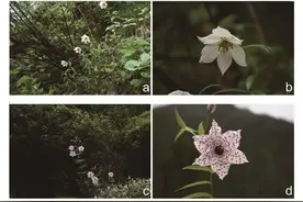 持续基因流下物种界限维持机制研究获进展图片