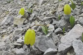 植物化身“变色龙”是人类“逼”出来的吗图片