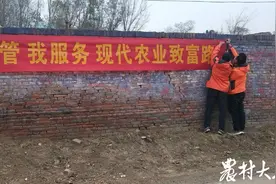 政府全产业链补贴30%，山东这个镇计划3万多亩春小麦试行半托管图片