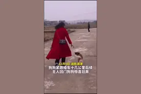 狗狗紧跟婚车十几公里后续 狗狗见到主人惊喜狂奔，满眼都是主人图片