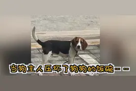 主人停车压扁狗子饭碗 狗狗一脸幽怨画面逗笑网友：给你个眼神自己体会图片