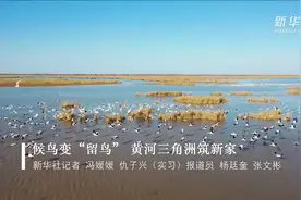 候鸟变“留鸟” 黄河三角洲筑新家视频封面