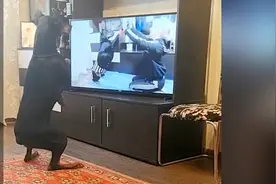 午FUN丨笑翻网友！狗子一板一眼对着视频锻炼，没人配合还能无实物表演图片