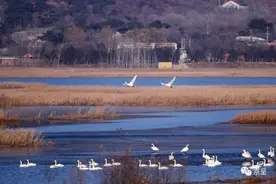 每到冬天，北京这片水域就变成了“天鹅湖”图片