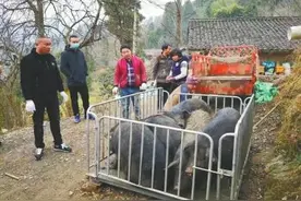 曾向武汉捐出20头猪的唐大姐 她家上百头年猪急寻买主图片