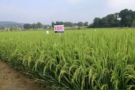 水稻国考放榜！四川造“宜优1611”获部颁一级优质米：从设计到餐桌走了15年图片