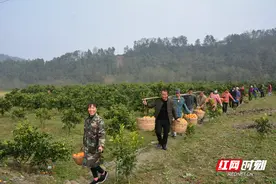 石门柑橘：“双循环”“组合拳”开拓RCEP大市场图片