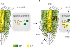 科学家在豆科植物根瘤发育研究中获进展图片