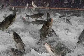 填补空白！水生所联合华大揭示四大家鱼之鲢鳙进化史图片