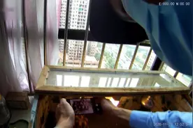 饲养野生动物当宠物？此类案件已占野生动物犯罪的一半图片