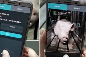 英媒：猪脸识别，喜中有忧图片