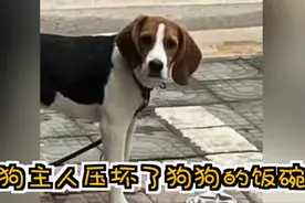 停车压扁狗狗饭碗主人迫于“压力”赔碗，新碗被网友笑称“真会挑”图片
