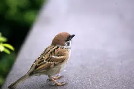 崔中华｜麻雀图片