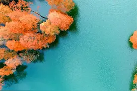 跟着天气游浙江 | 红了红了！山海台州，藏着绝美杉林秘境！图片