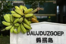 柳州蚂拐岛上的绝美芦苇节，温柔了这个冬季……图片