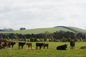 拟1.65亿元出售澳洲牧场，“疯牛”天山生物今日再度涨停图片
