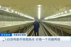 涨涨涨！鸡苗价格一天一个价，疯狂到一个月翻两倍！鸡肉会变贵吗？图片