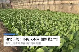 河北丰润：冬闲人不闲 棚菜收获忙视频封面