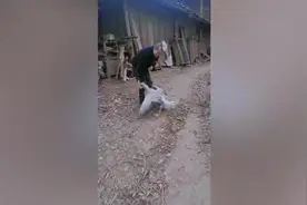 贵州一男子被大鹅“追咬”连声惨叫，大鹅死死不松口，网友：笑出眼泪视频封面