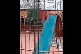 老虎失控咬人，马戏团该取缔了吗？图片
