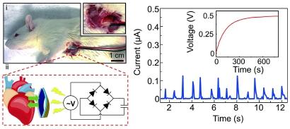 点“丝”成金！蚕丝蛋白变身医疗器械、硬盘存储，锁住生命与记忆