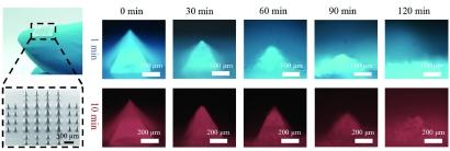 点“丝”成金！蚕丝蛋白变身医疗器械、硬盘存储，锁住生命与记忆