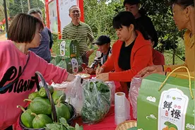 海南文昌：红心橙迎丰收 亲子采摘助扶贫视频封面