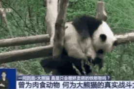 吃肉会拉肚“外交”常青树 居不可无竹 国宝不愧是你图片