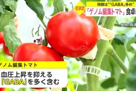 日本基因编辑番茄将上市 政府：对人无害 不用审查图片