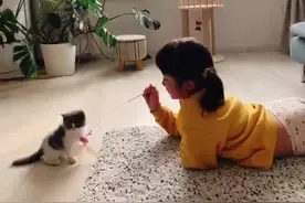 小猫来我家 我家变化大图片