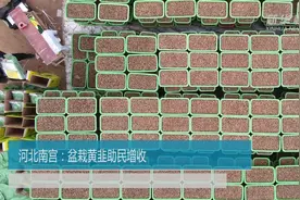 河北南宫：盆栽黄韭助民增收视频封面