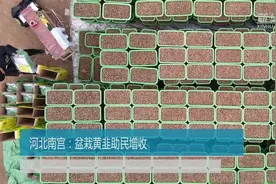 河北南宫：盆栽黄韭助民增收视频封面