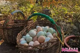 淄博淄川：捡拾鸡蛋让村民坐地“生金”图片