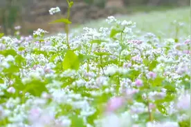 南宁附近的这片荞麦花海开了！走拍照去(高清图)图片