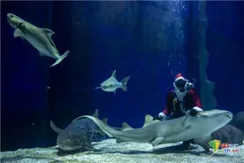 巴西圣诞老人大胆给鲨鱼喂食 宣传保护海洋动物意识图片