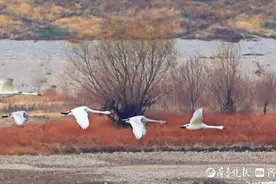 章丘绣源河最北边的大站水库，十四只天鹅流连忘返图片