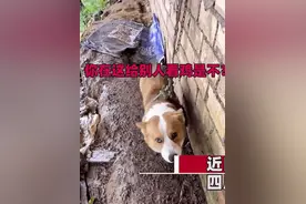 柯基走失一个月被人栓在山上看鸡，主人找到后哭笑不得：你好笨啊你图片