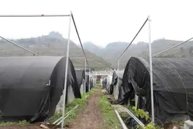 毕节金海湖新区（毕节高新区）：食用菌标准化、产业化发展 助推乡村振兴图片