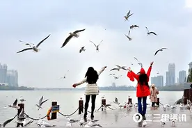两千多只红嘴鸥飞来汉江畔过冬，成为汉中一道靓丽的生态风景线图片